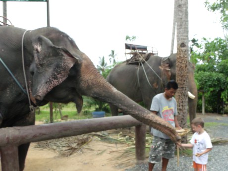 Adula krmí našeho sloníka