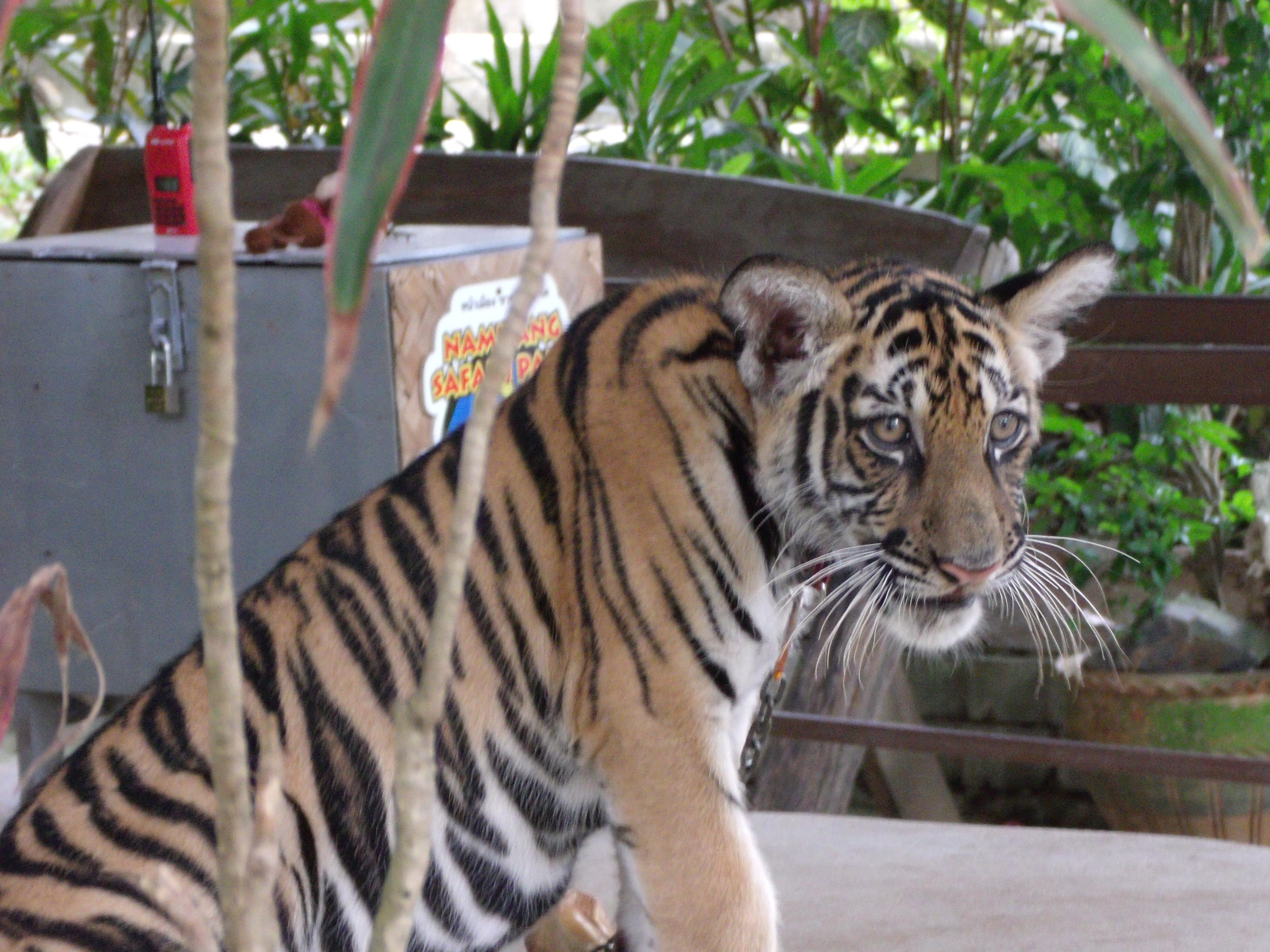 Namuang Safari park